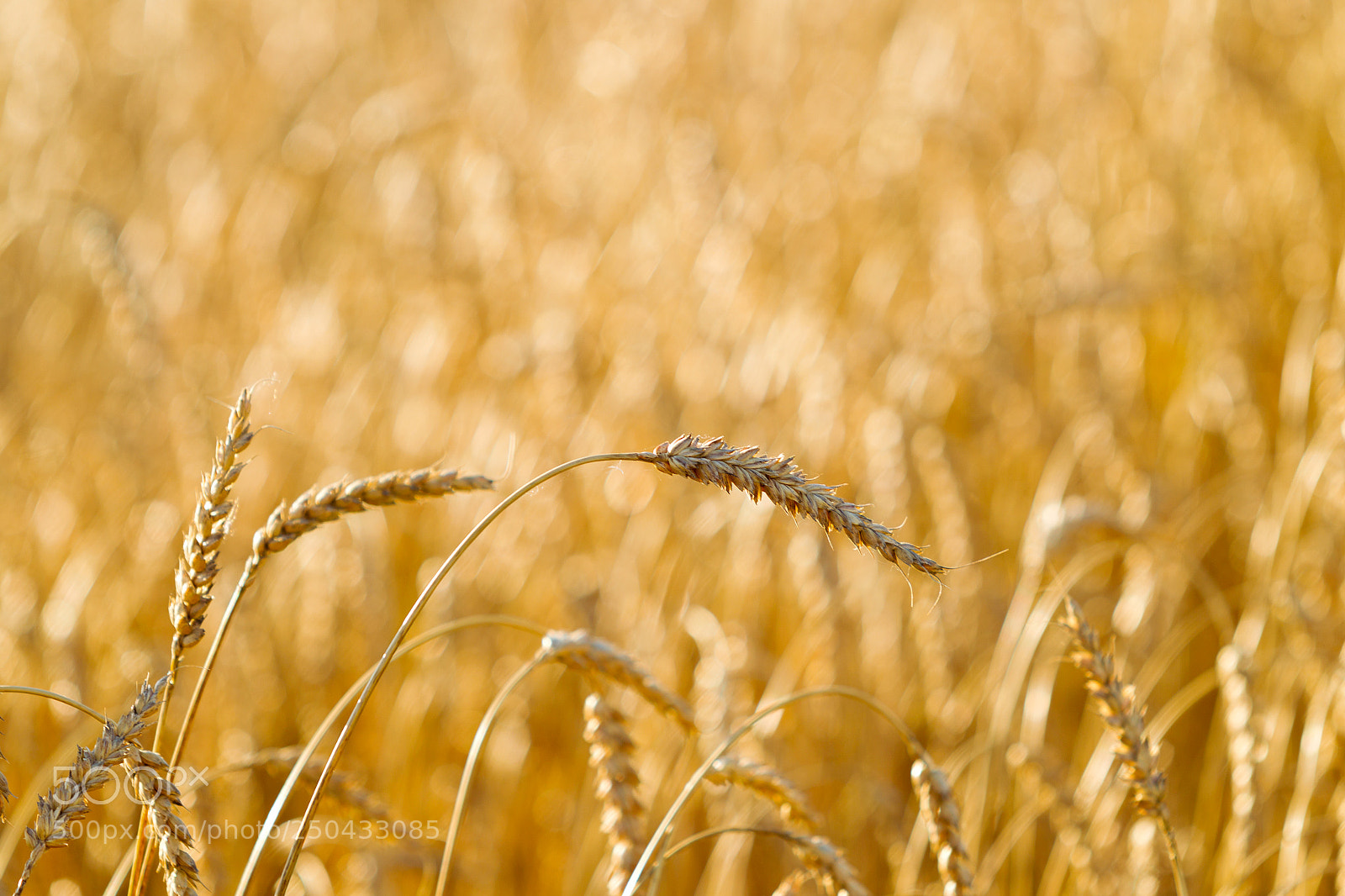 Canon EOS-1D Mark IV sample photo. Wheat field on a photography