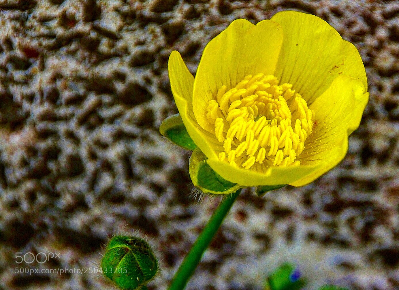 Nikon D7000 sample photo. Cnm photography