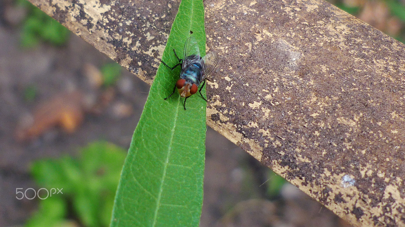 Panasonic DMC-FS62 sample photo. Backyard bugs photography