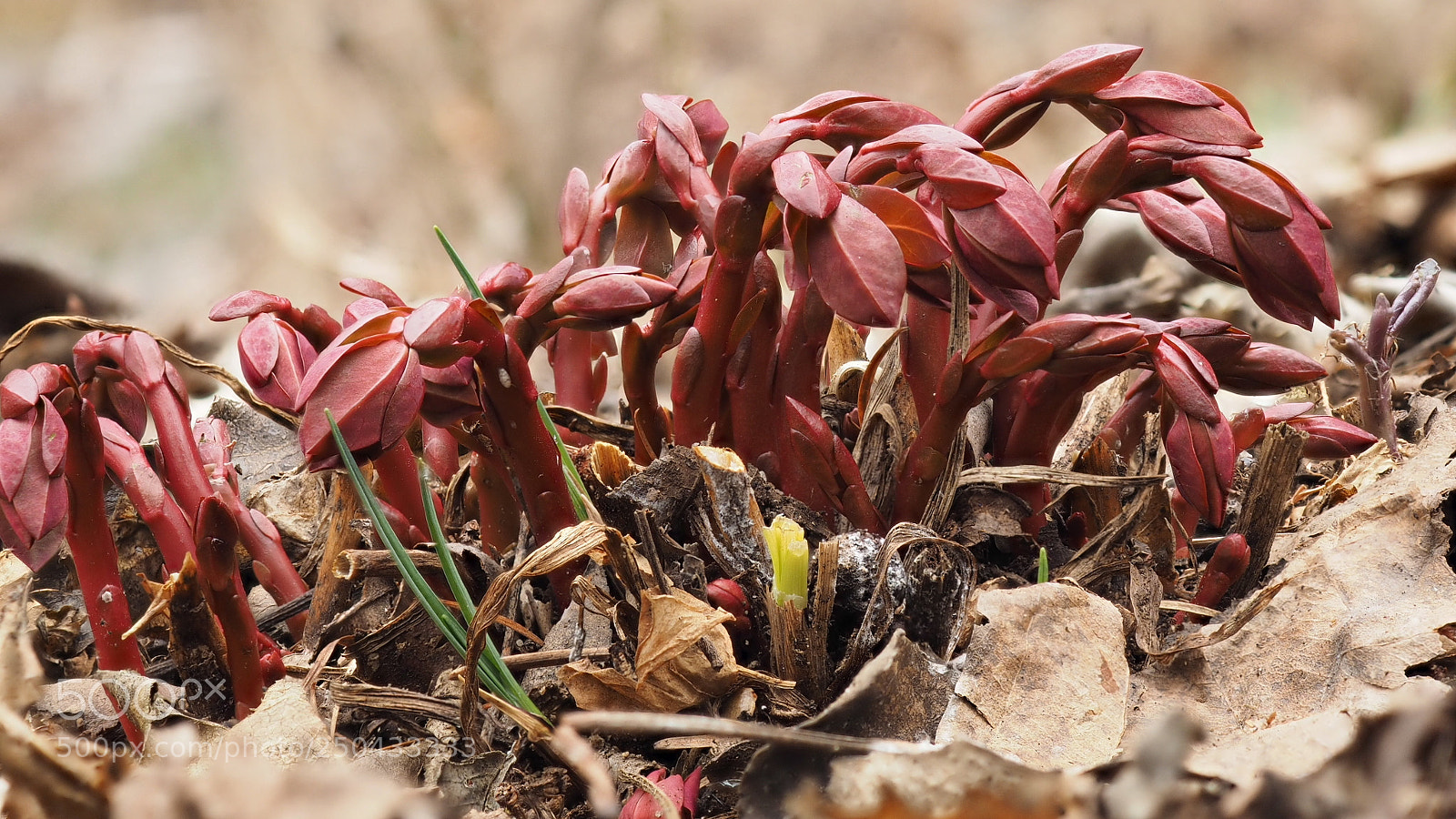 Olympus OM-D E-M1 sample photo. Sprouts of spring photography