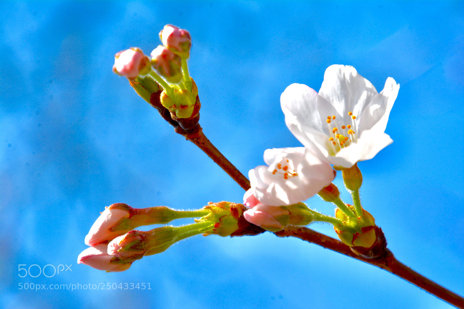Nikon D7100 sample photo. Japanese cherry blossoms blooms! photography