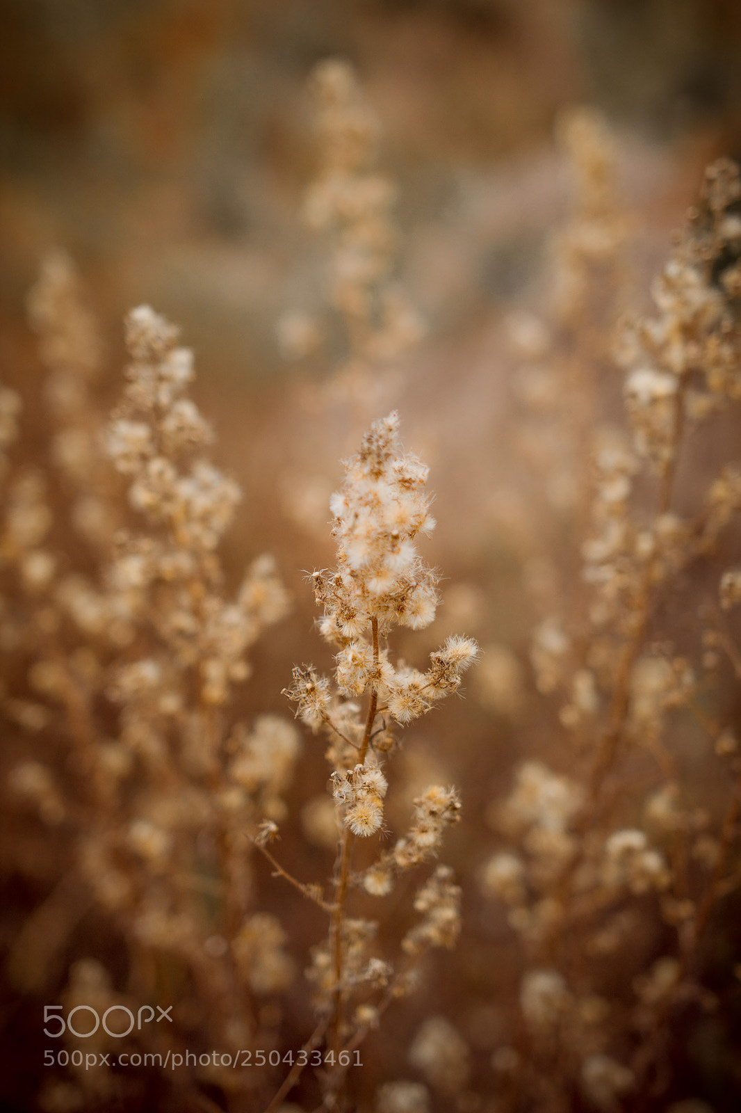 Canon EOS 60D sample photo. Don't touch me ols photography