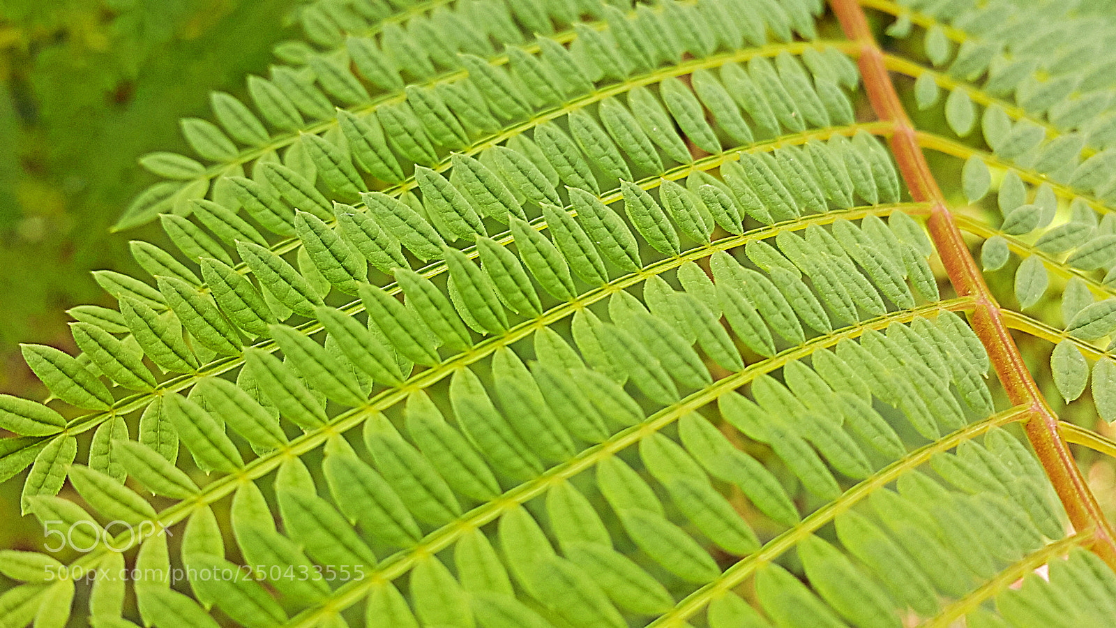Samsung Galaxy Note4 sample photo. Folhas photography