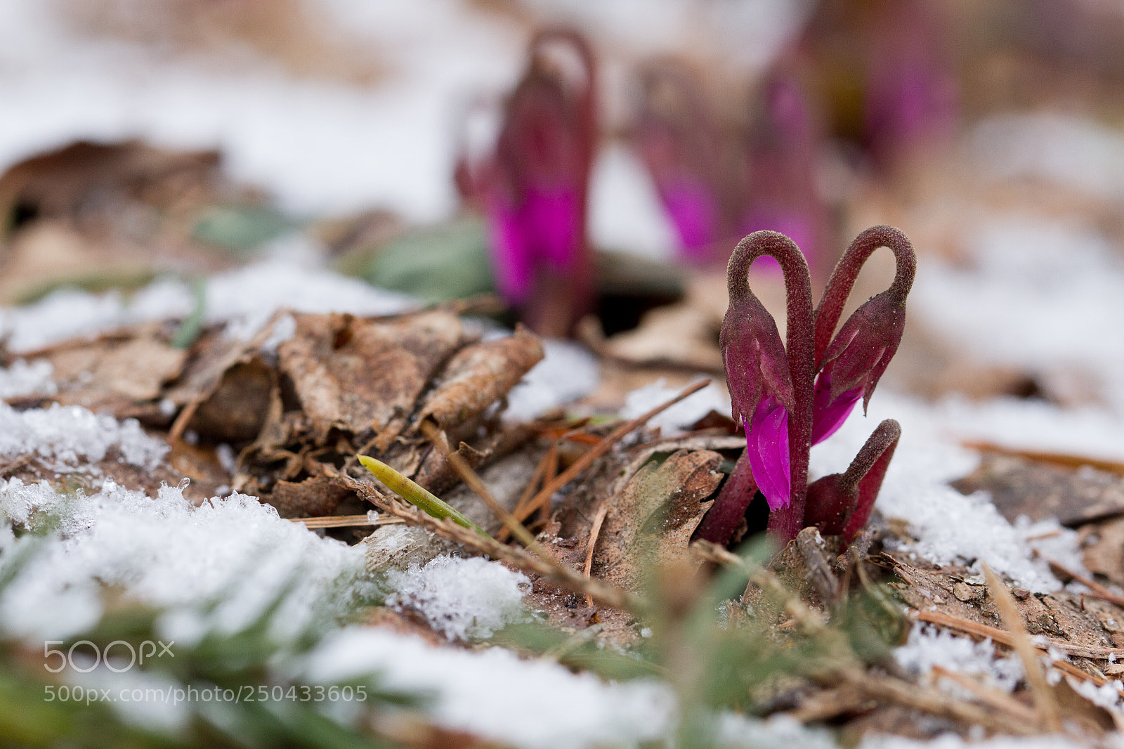 Canon EOS 7D sample photo. Cyclamen photography