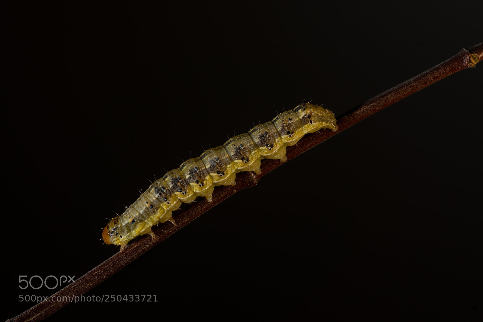 Nikon D800E sample photo. Spodoptera photography