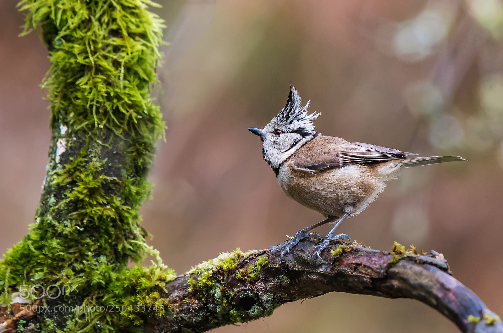 Nikon D500 sample photo. Crested tit photography