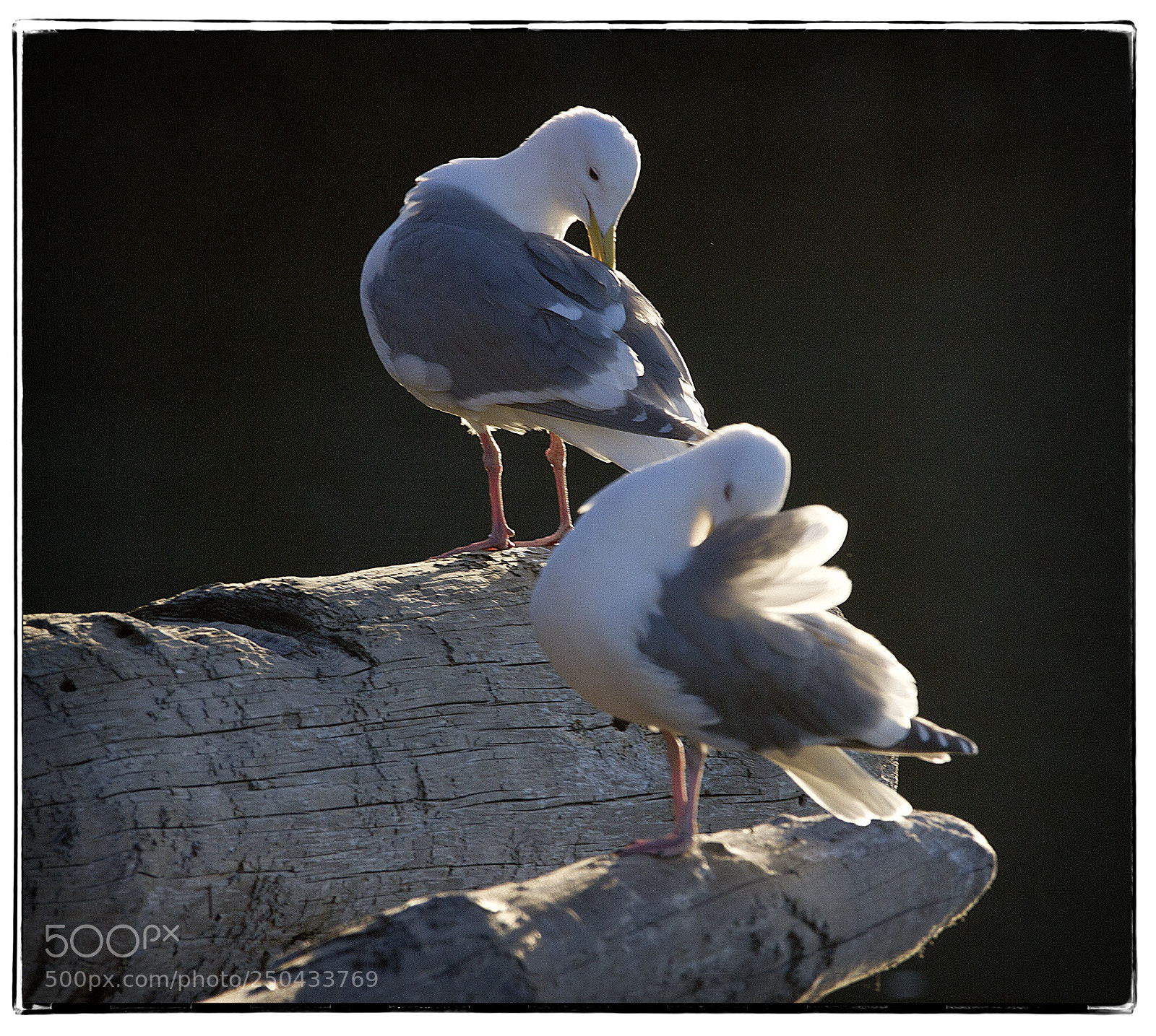 Canon EOS 7D sample photo. Preening seagulls  photography