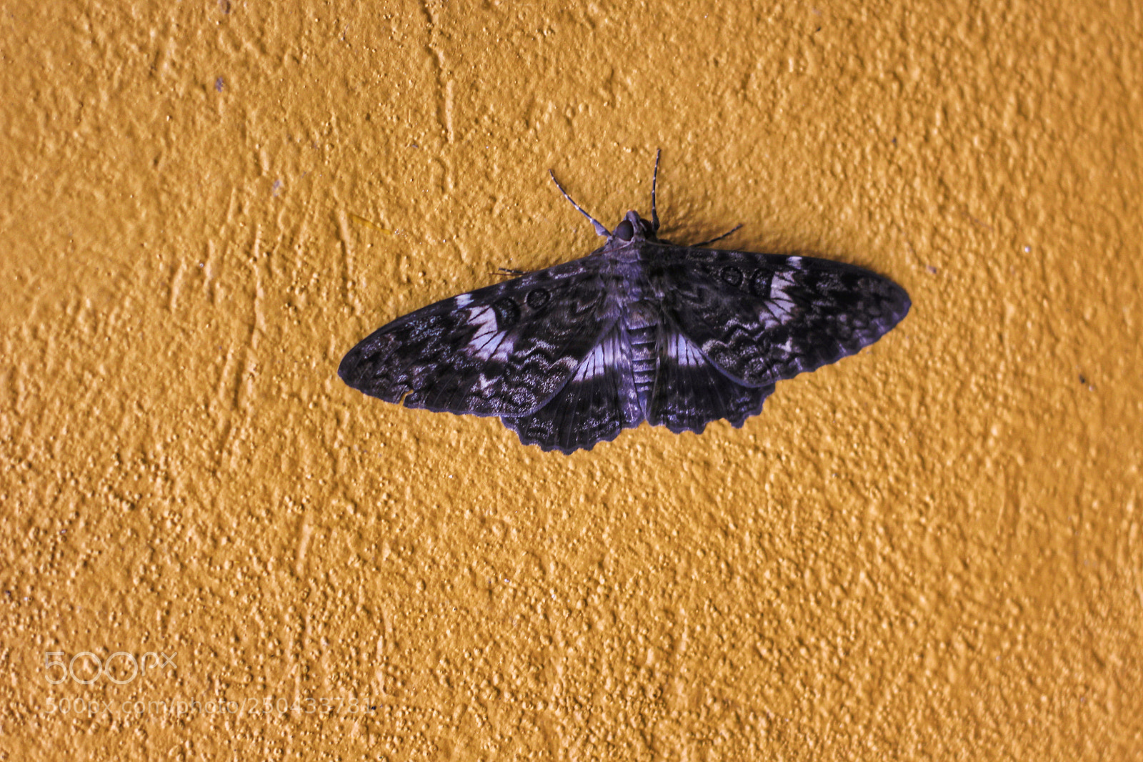 Canon EOS 1200D (EOS Rebel T5 / EOS Kiss X70 / EOS Hi) sample photo. Moth photography