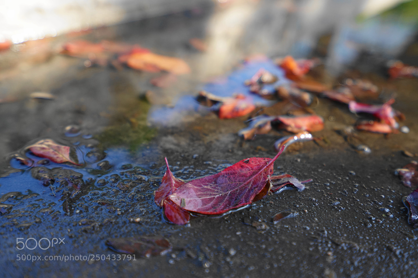 Sony a7R II sample photo. Leaf photography