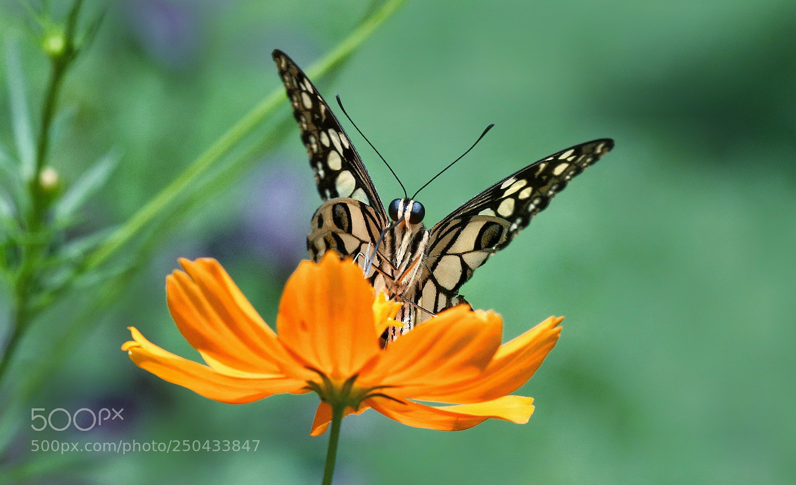 Canon EOS 70D sample photo. Butterfly photography