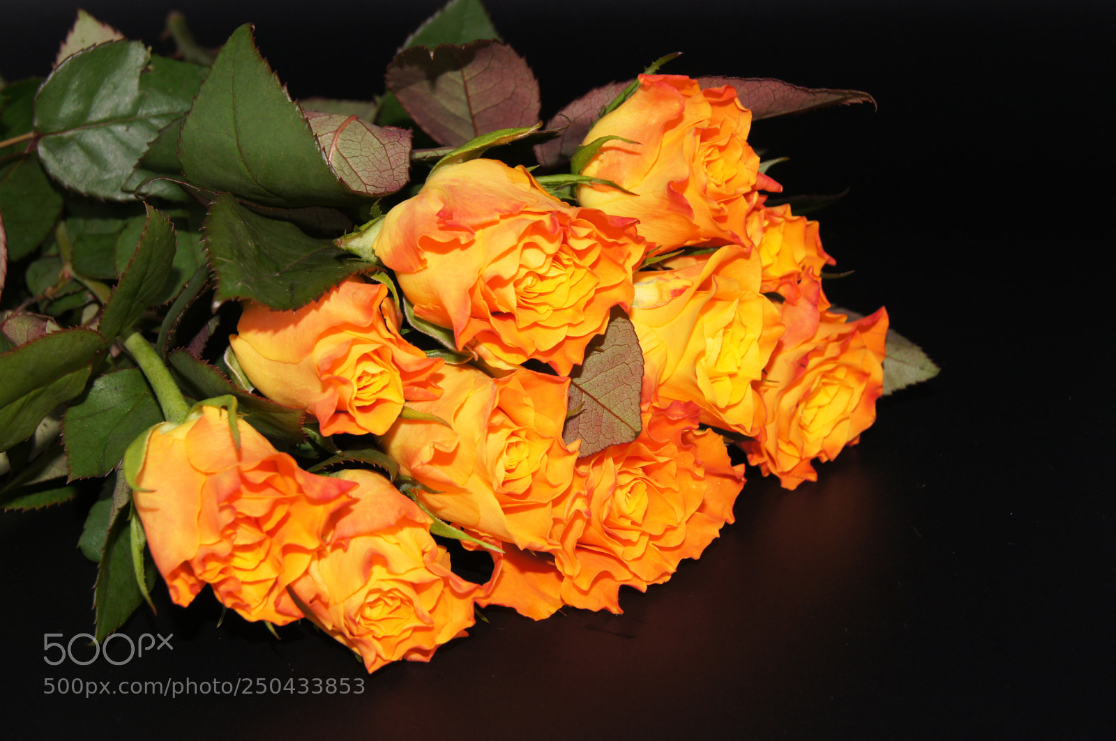 Sony SLT-A55 (SLT-A55V) sample photo. Salmon-colored roses released on photography