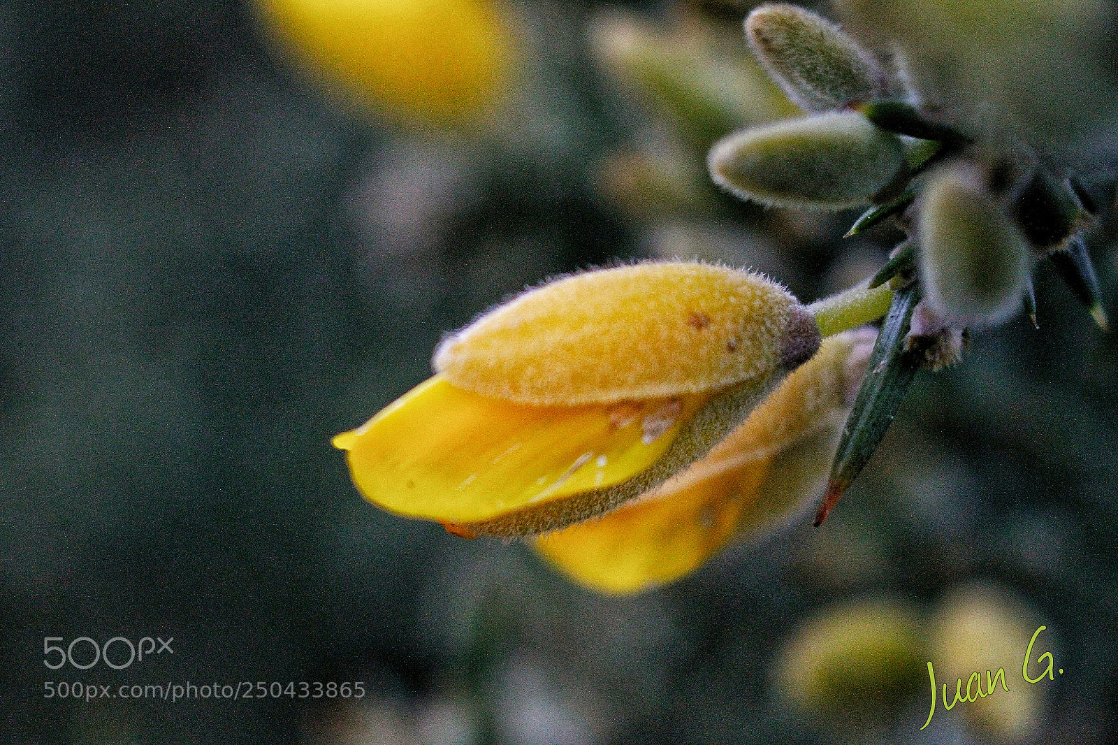 Canon EOS 7D sample photo. Flor de rebolla photography