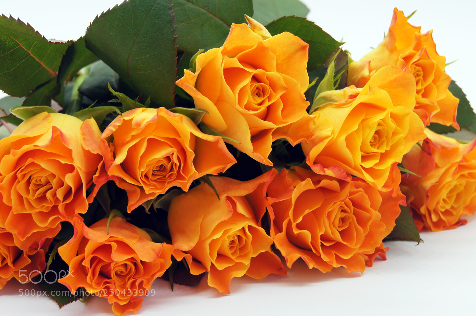 Sony SLT-A55 (SLT-A55V) sample photo. Salmon-colored roses released on photography