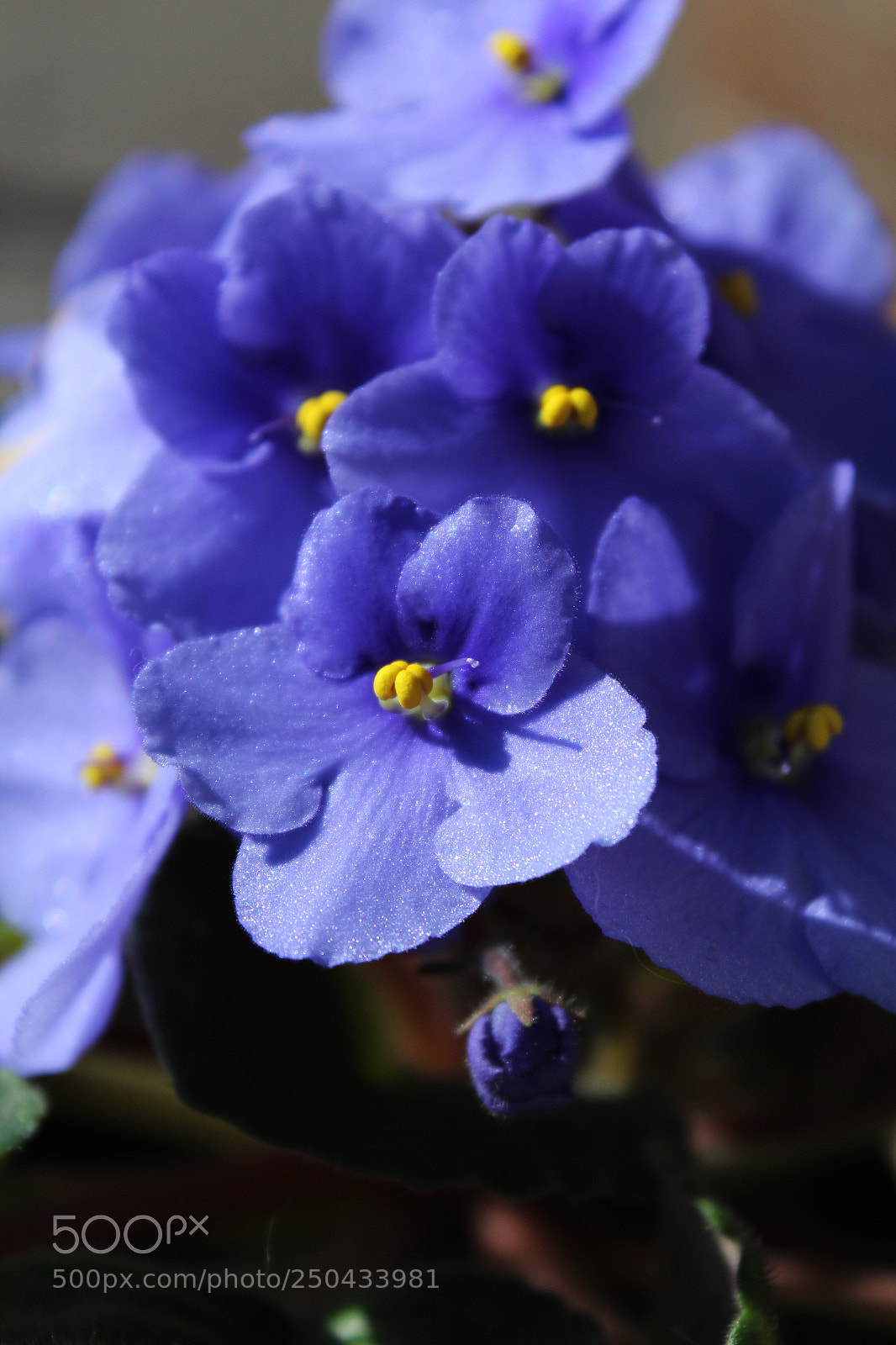 Canon EOS 1200D (EOS Rebel T5 / EOS Kiss X70 / EOS Hi) sample photo. Grandma's flowers photography