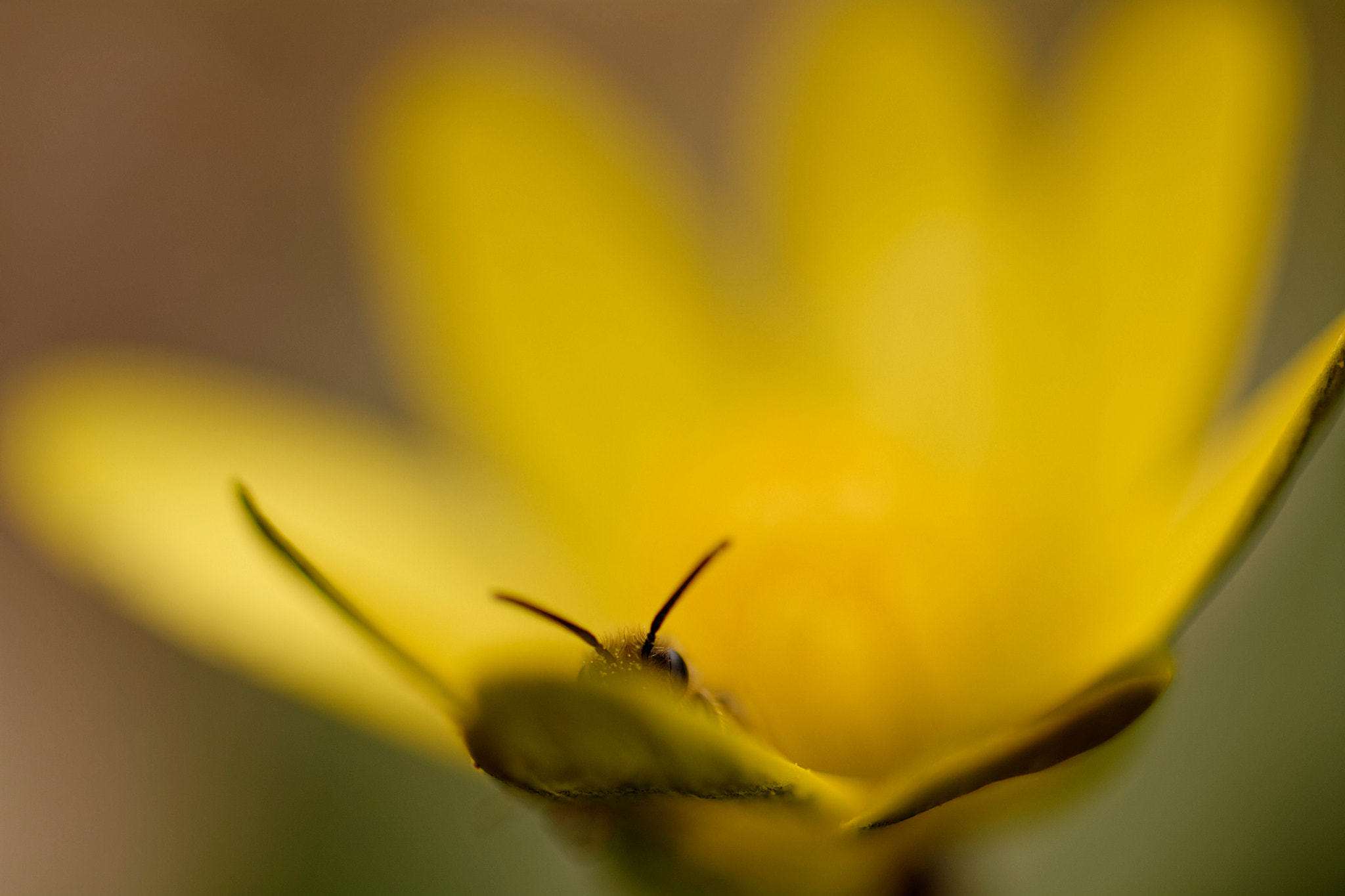 Sigma 105mm F2.8 EX DG OS HSM sample photo. Let's go to bed. photography