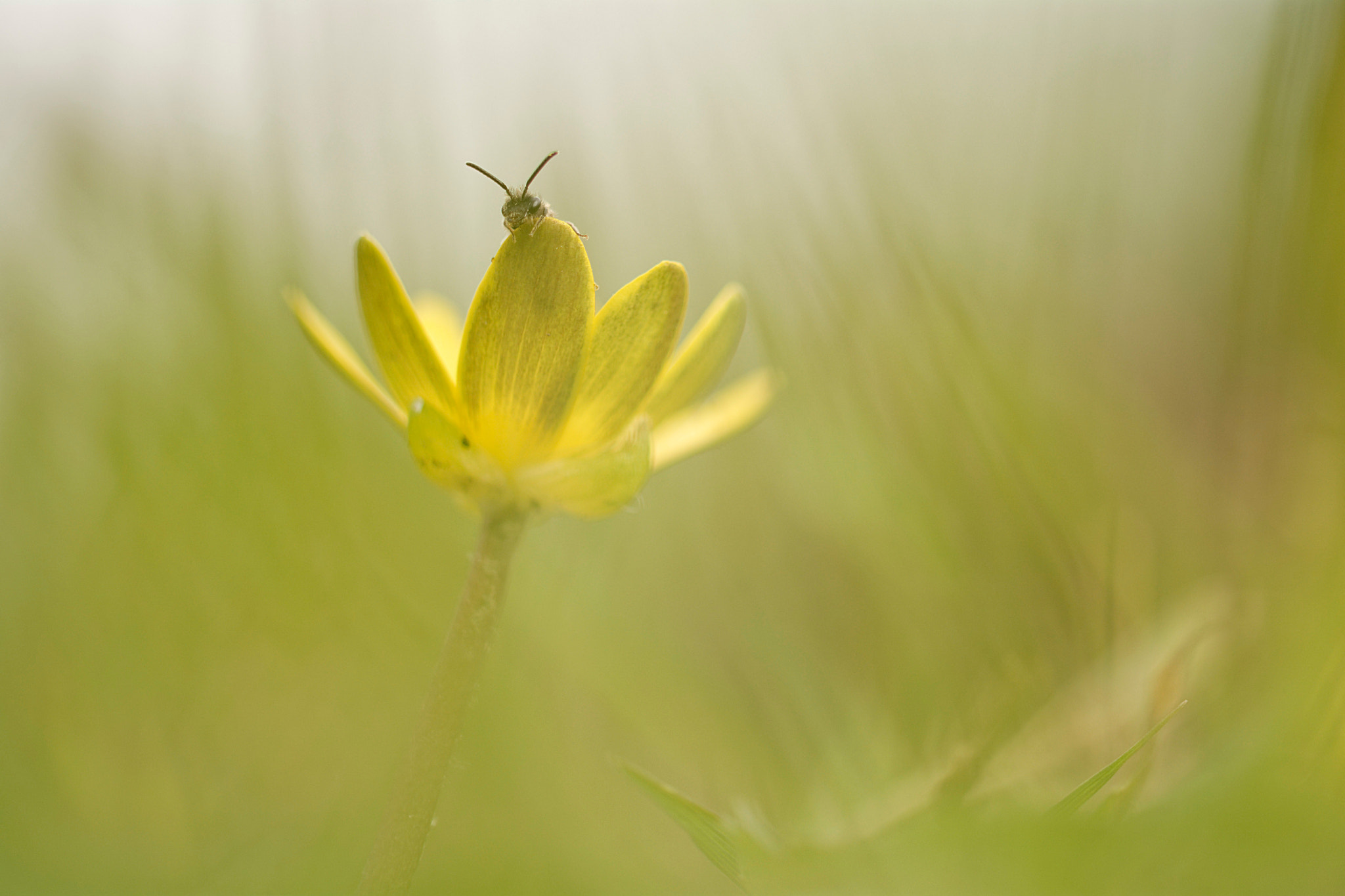 Nikon D5200 + Sigma 105mm F2.8 EX DG OS HSM sample photo. La sentinelle. photography