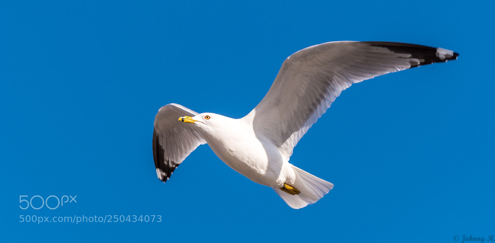 Nikon D5600 sample photo. Seagull photography