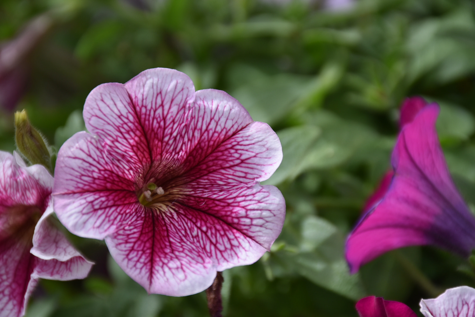Nikon D5500 sample photo