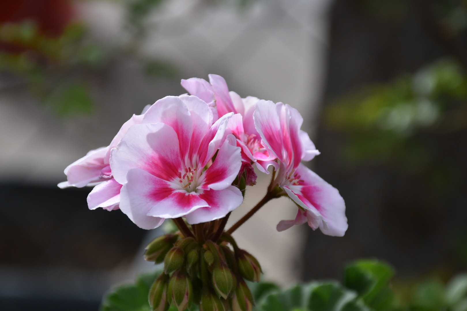 Nikon D5500 sample photo