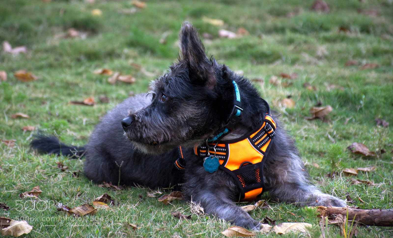 Nikon D7200 sample photo. Cooper photography