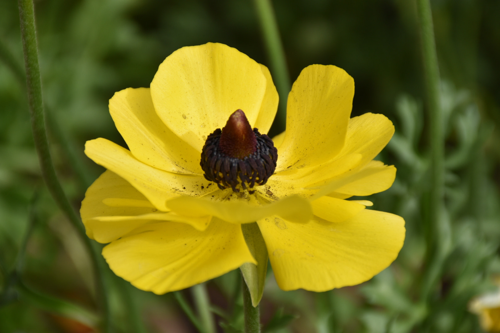 Nikon D5500 sample photo