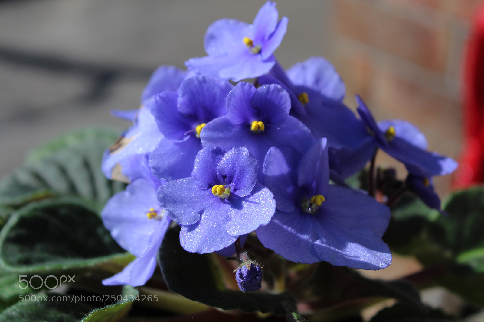 Canon EOS 1200D (EOS Rebel T5 / EOS Kiss X70 / EOS Hi) sample photo. Grandma's flowers photography