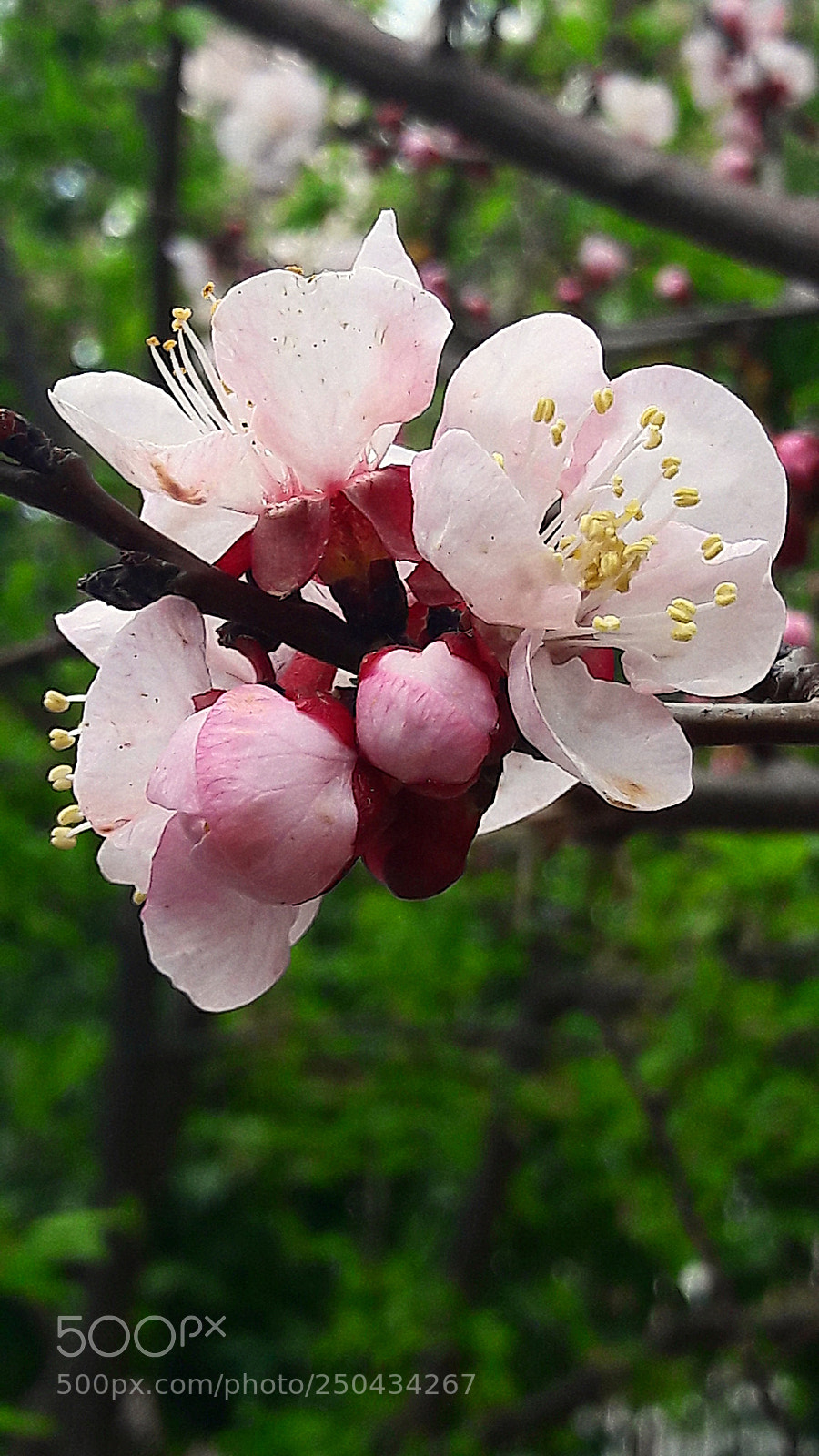 Samsung Galaxy A5(2016) sample photo. Bahar photography