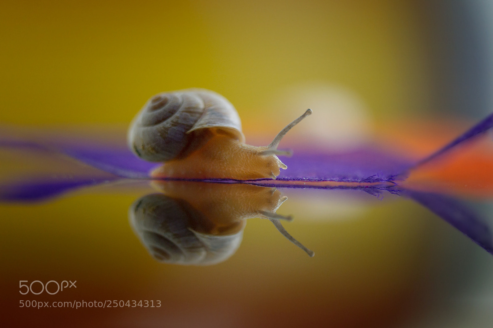 Canon EOS 7D sample photo. Snail photography