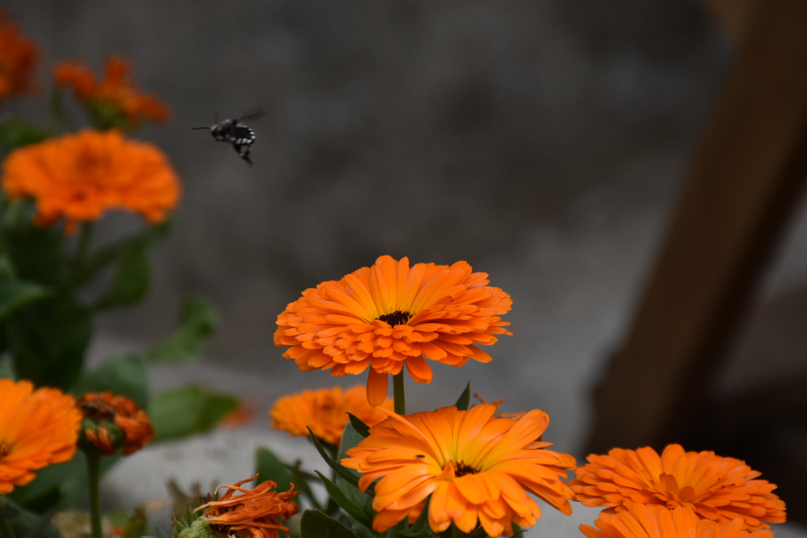 Nikon D5500 sample photo