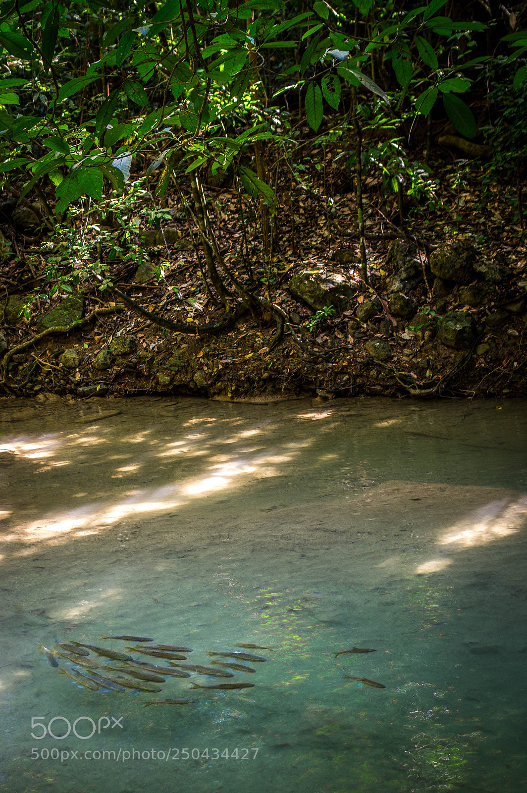 Pentax K-3 sample photo. Kanchanaburi - fish shoal photography