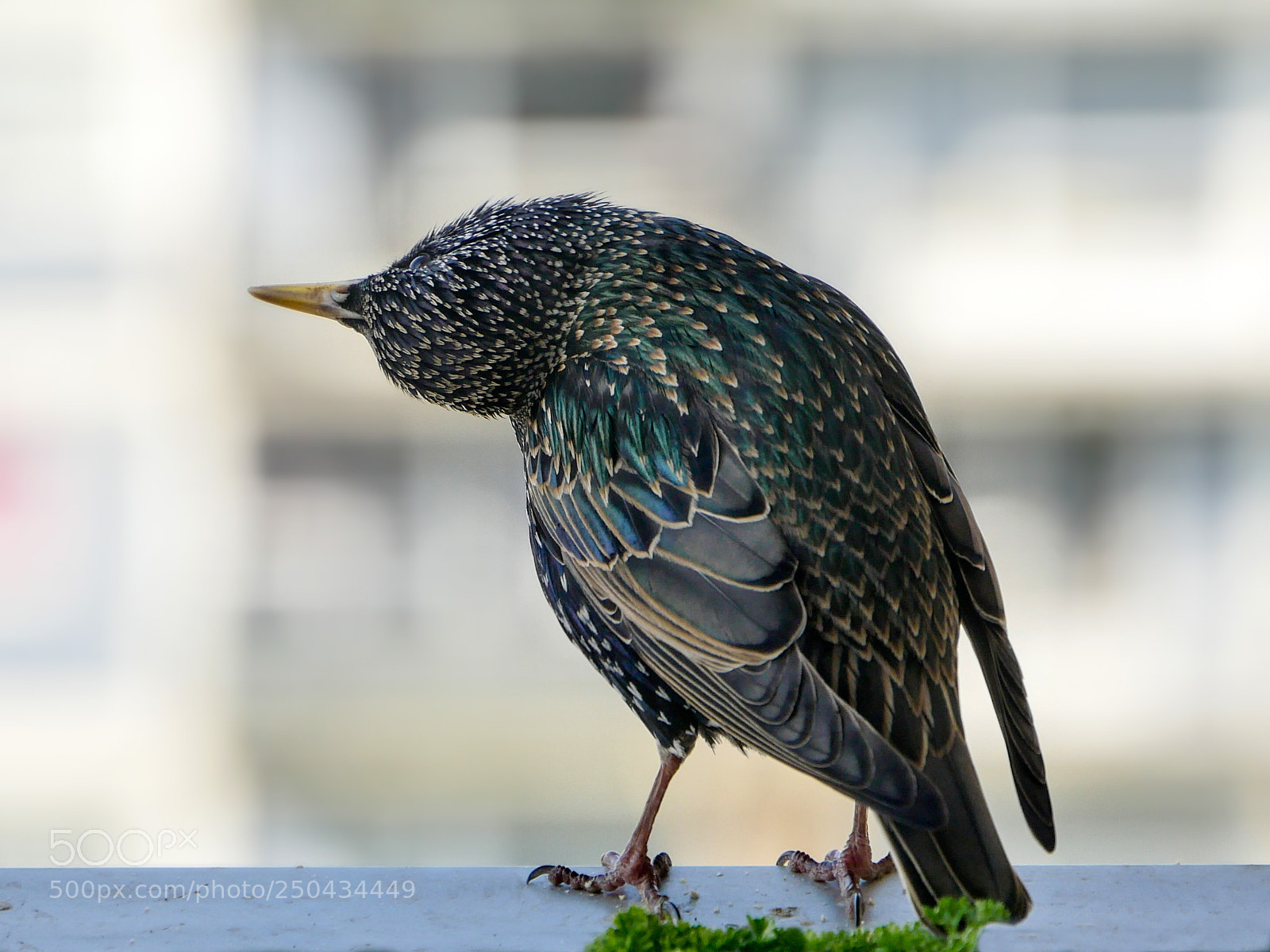 Panasonic Lumix DMC-GX8 sample photo. Starlings photography