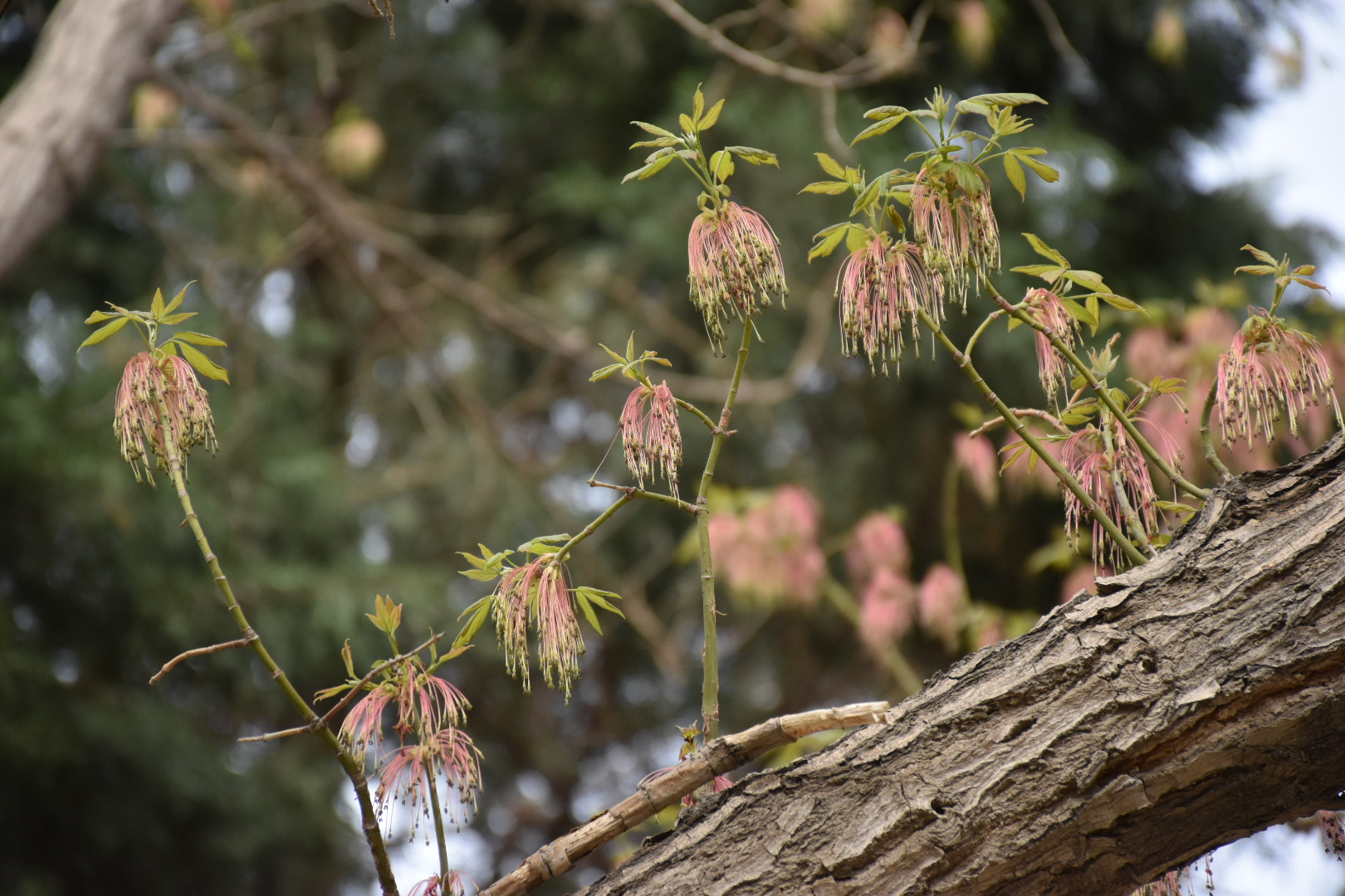 Nikon D5500 sample photo
