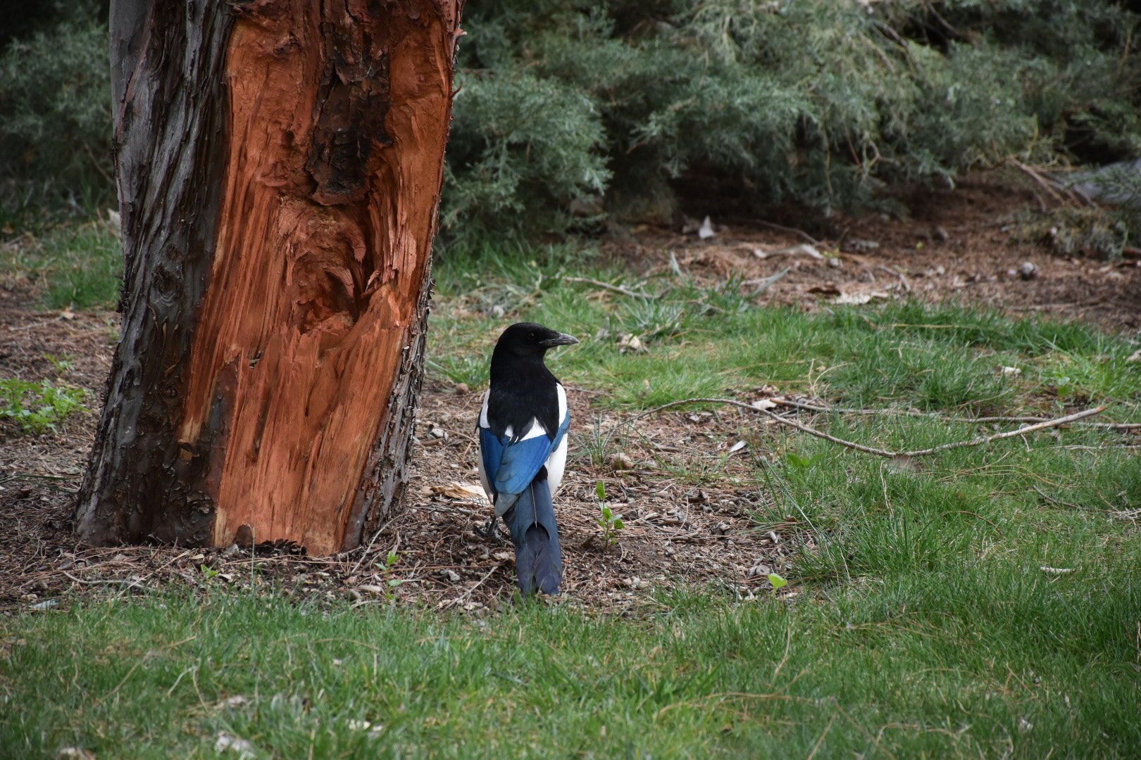 Nikon D5500 sample photo