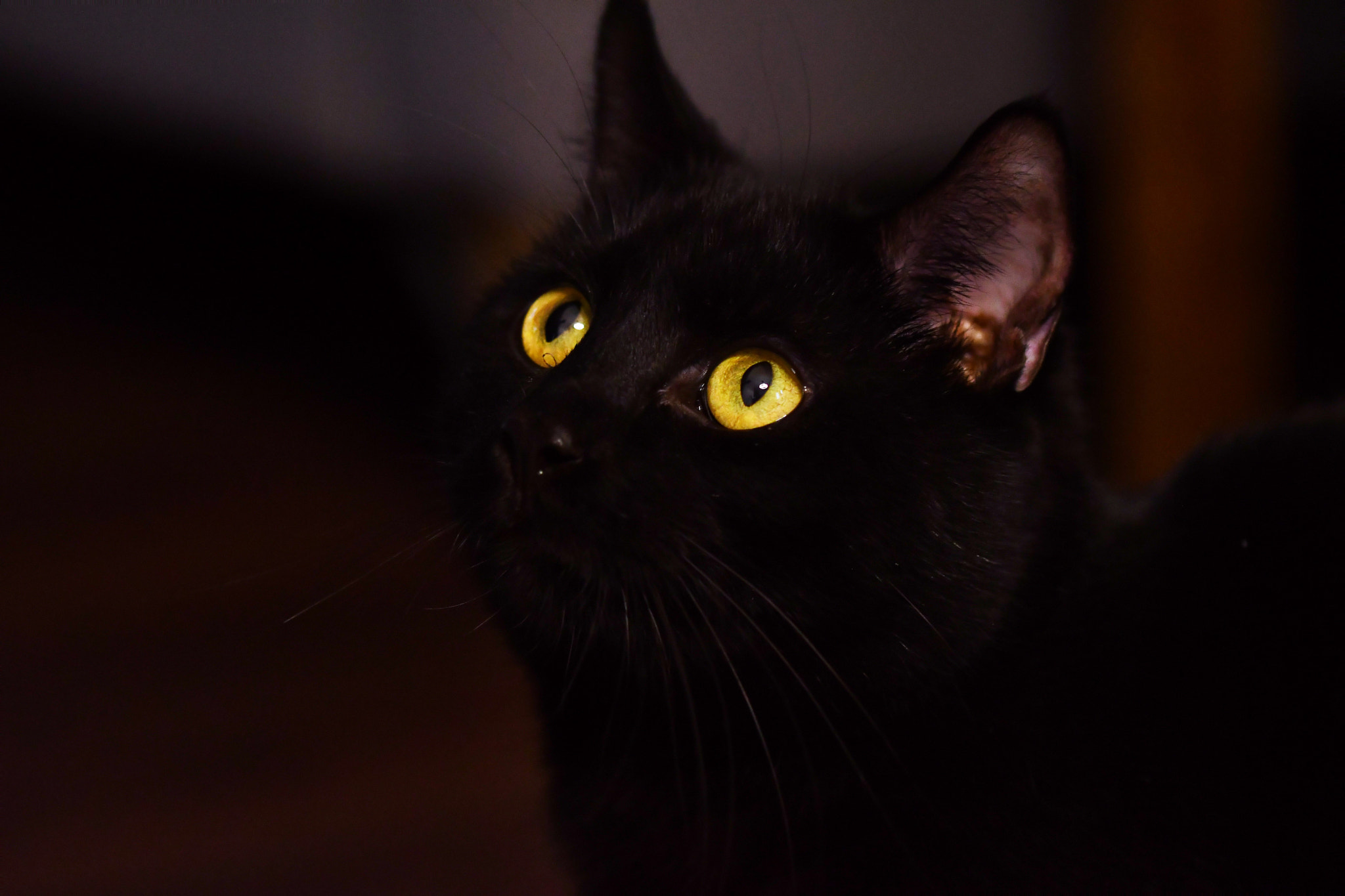 Sigma 105mm F2.8 EX DG OS HSM sample photo. Portrait of a cat photography