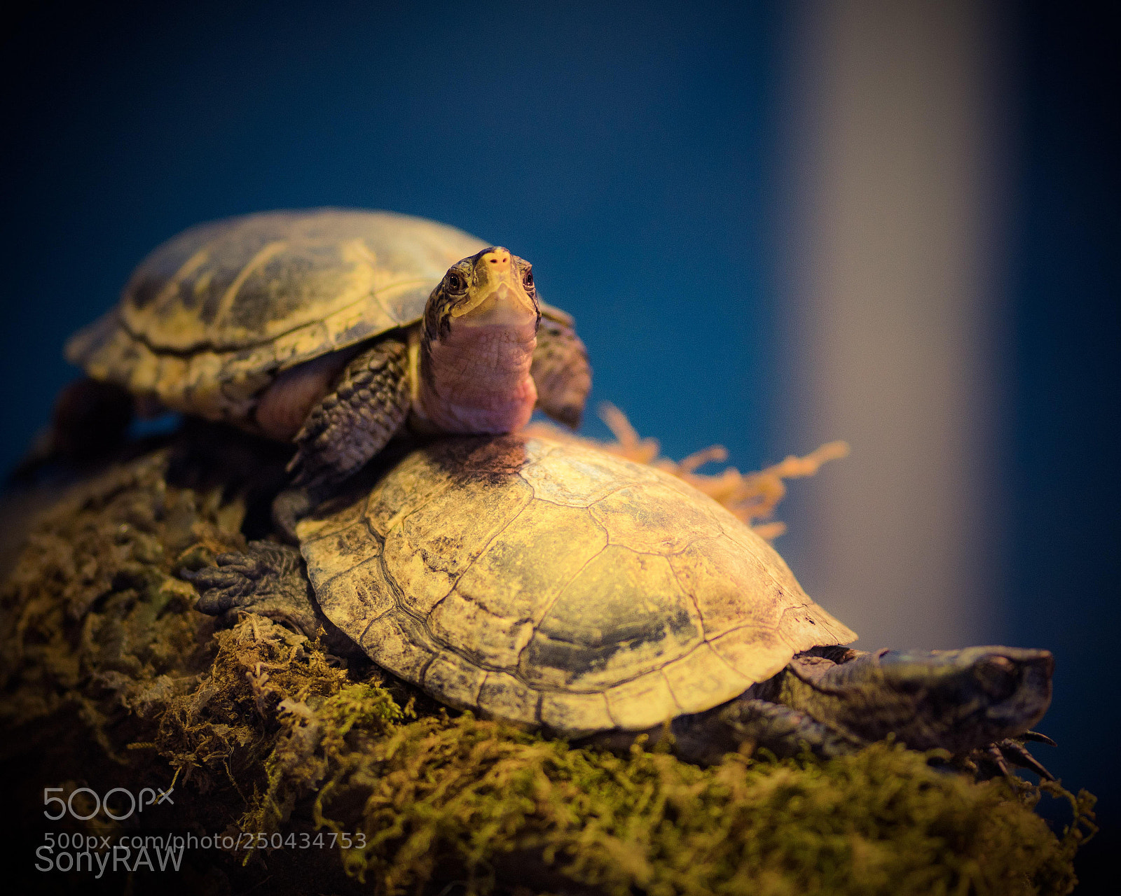 Sony a6500 sample photo. Turtle race photography