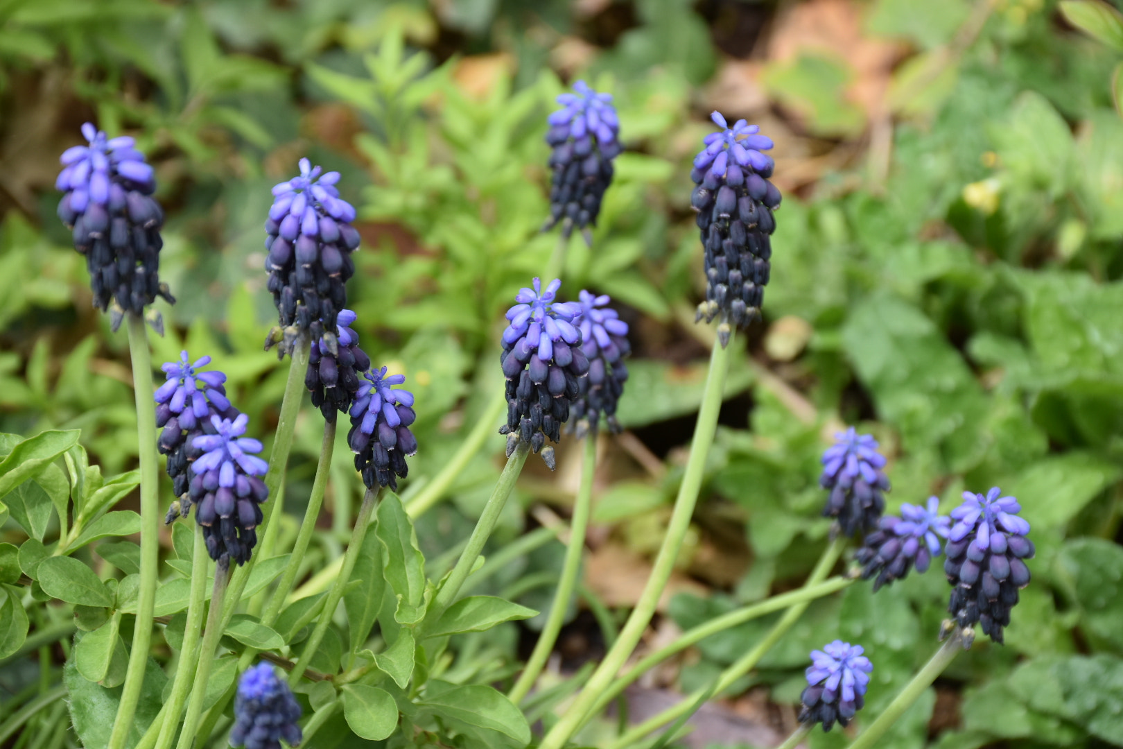 Nikon D5500 sample photo