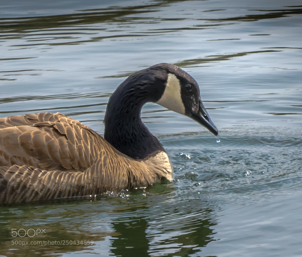 Nikon D7000 sample photo. Goose photography