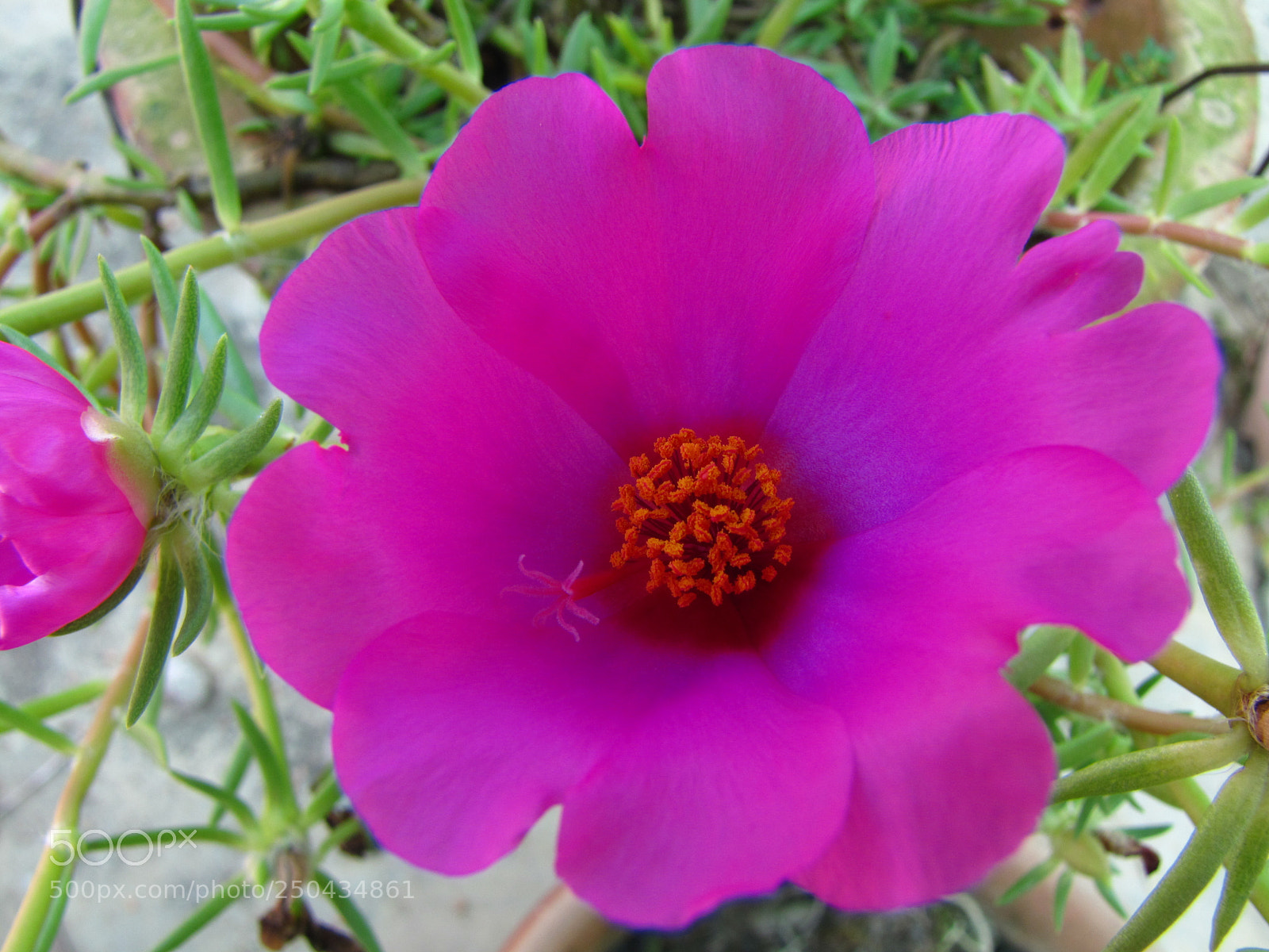Canon PowerShot SX20 IS sample photo. Purple flower - macro photography