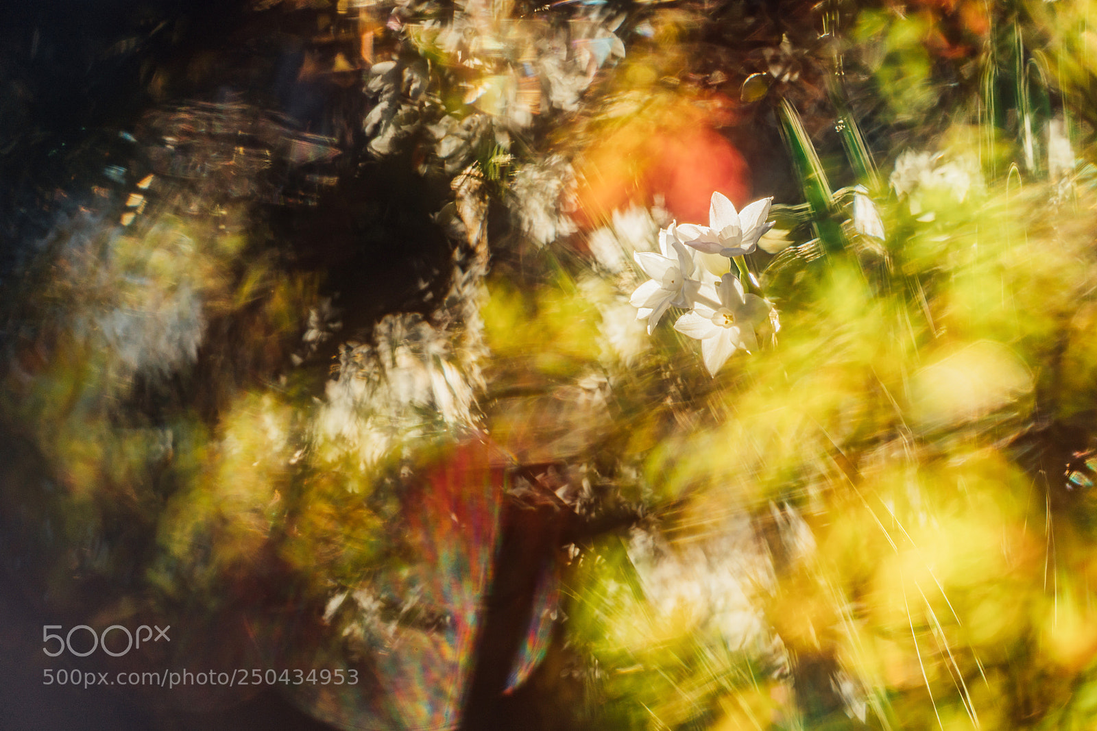 Sony a9 sample photo. Narcissus impression photography