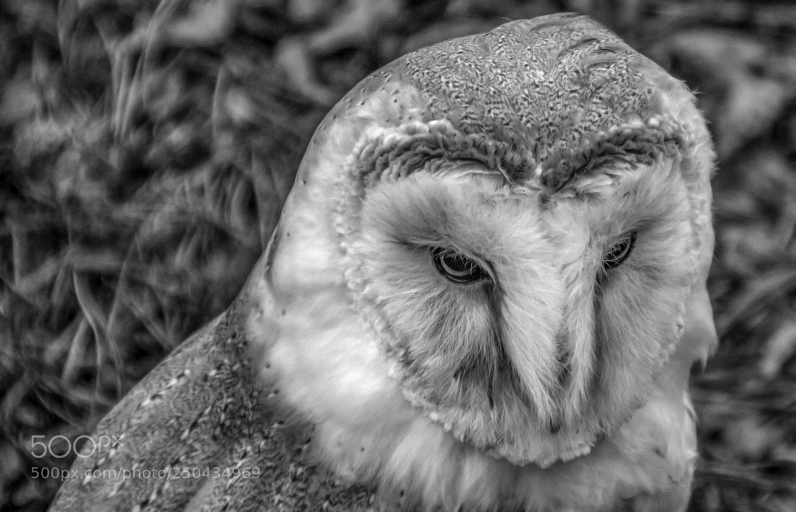 Canon EOS 750D (EOS Rebel T6i / EOS Kiss X8i) sample photo. Barn owl face bw photography