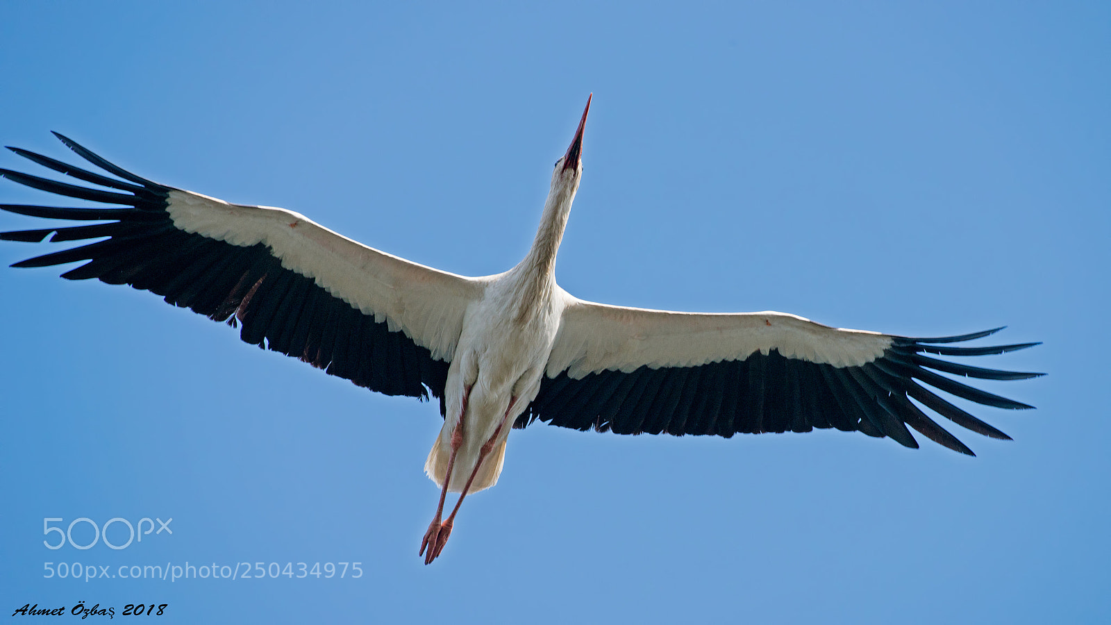 Nikon D800 sample photo. Stork photography