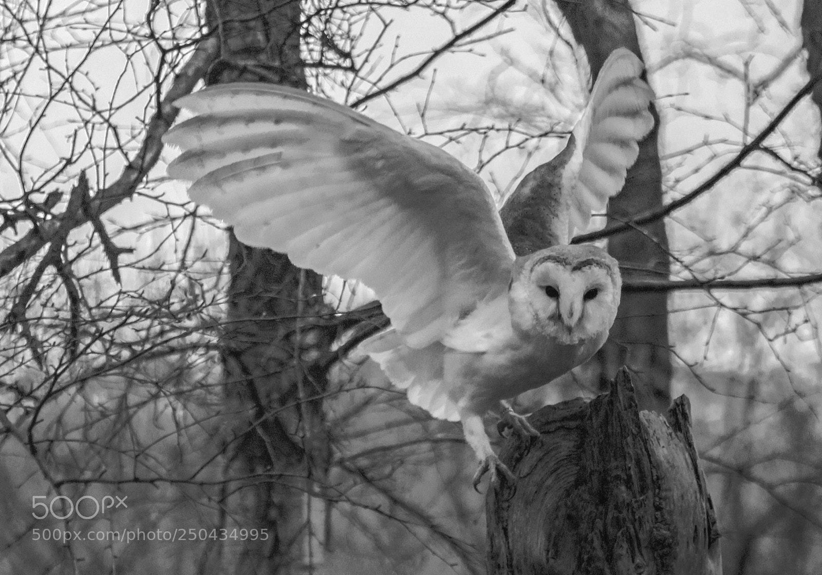 Canon EOS 750D (EOS Rebel T6i / EOS Kiss X8i) sample photo. Barn owl wings open photography
