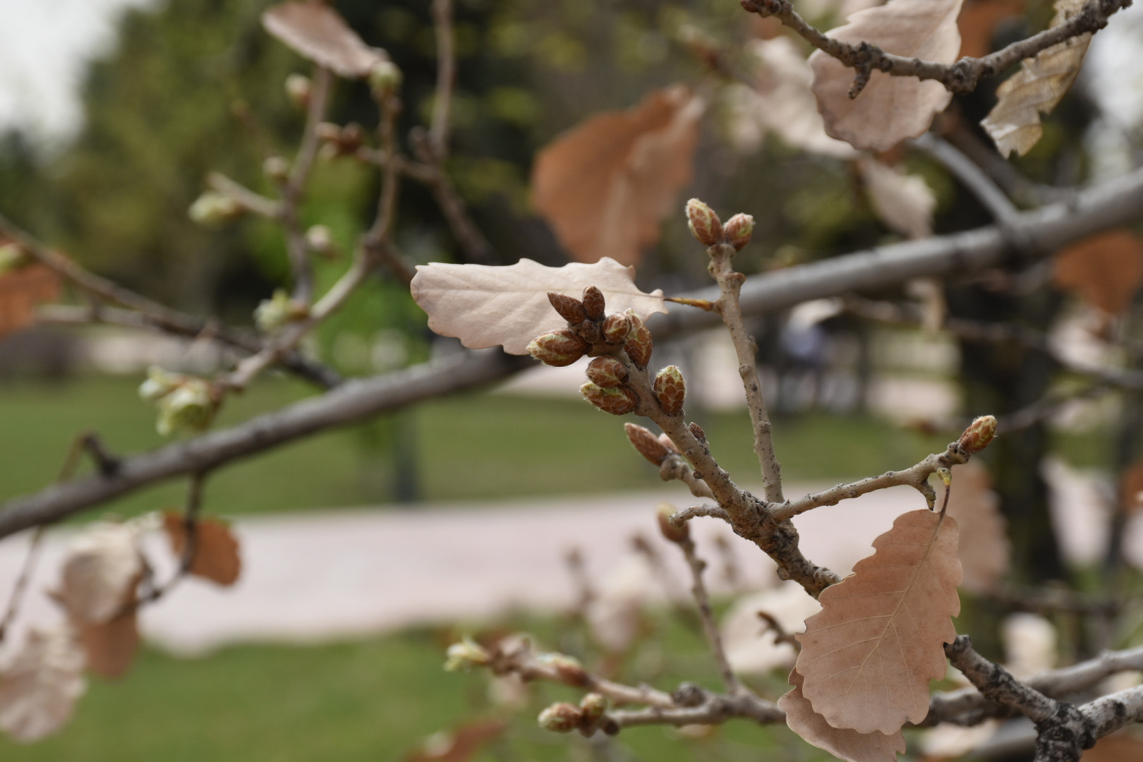 Nikon D5500 sample photo