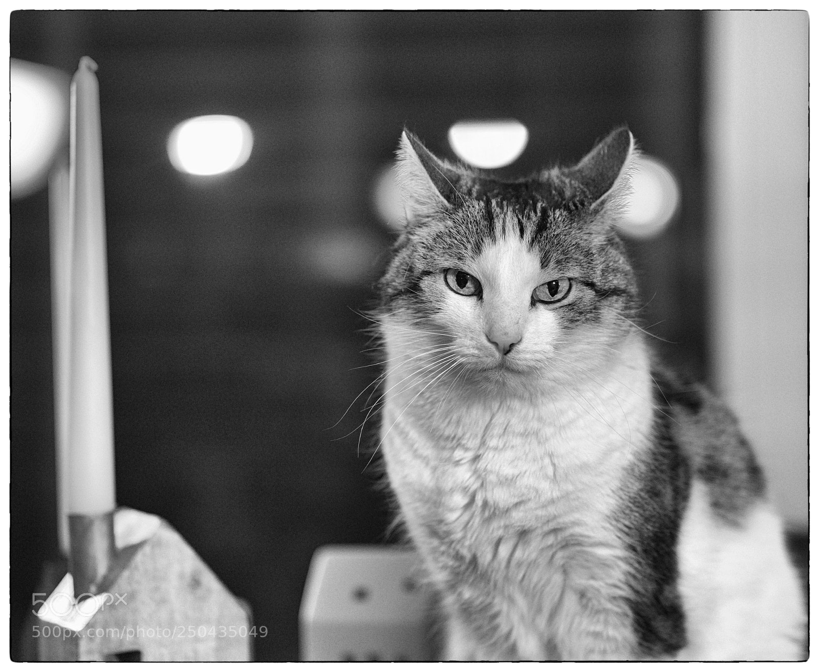 Hasselblad X1D-50c sample photo. Hey....what's for dinner?! photography
