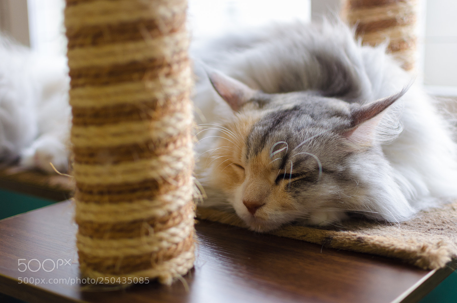 Nikon D5100 sample photo. Mood photography