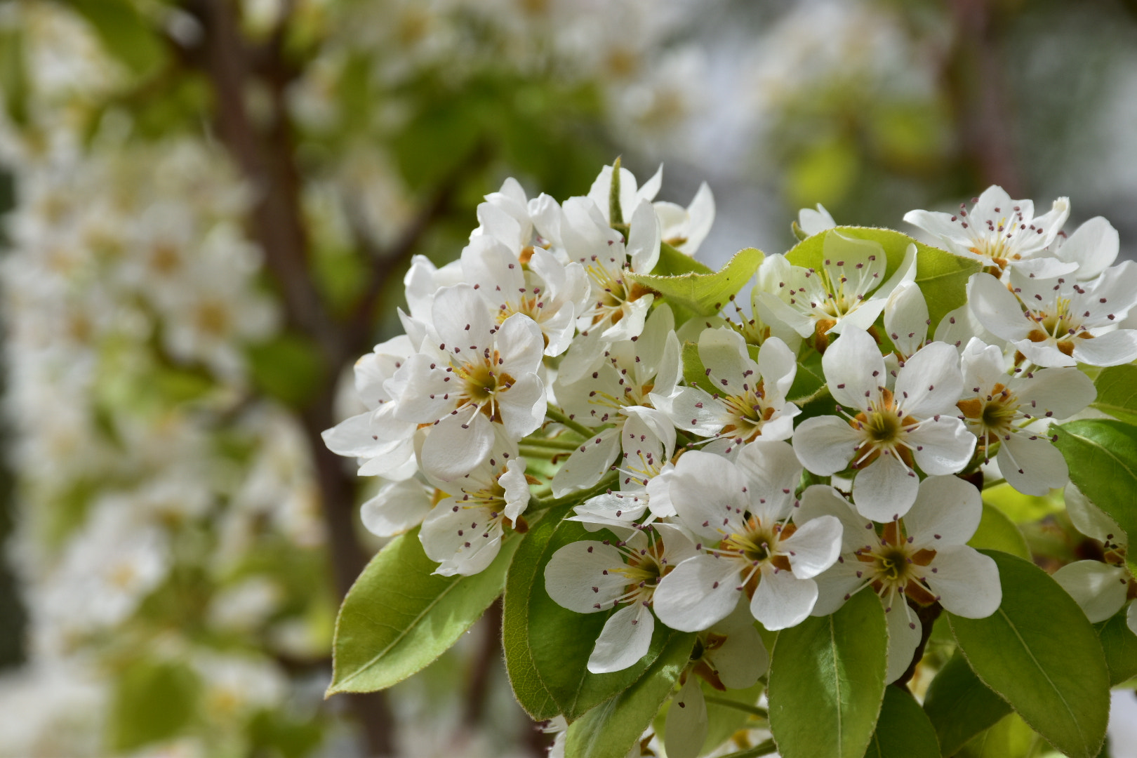 Nikon D5500 sample photo