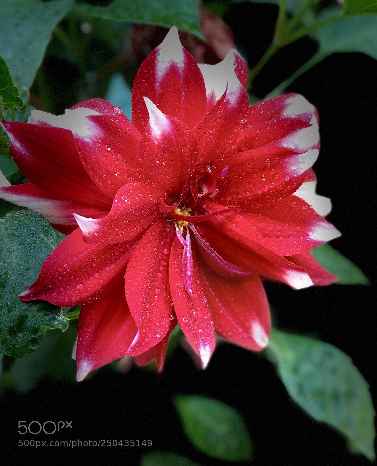 Apple iPhone 8 Plus sample photo. Dahlia  photography
