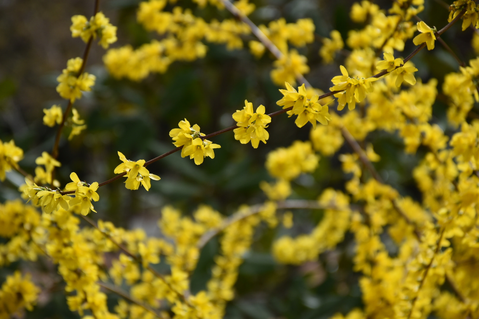 Nikon D5500 sample photo