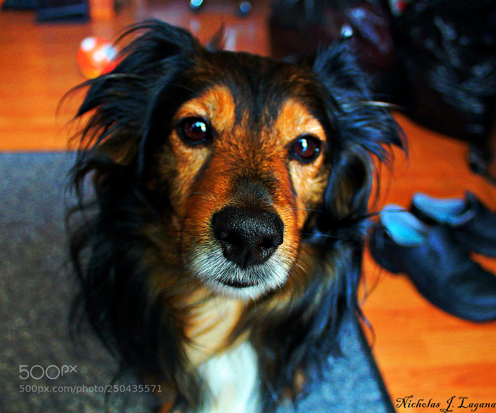 Canon EOS 1300D (EOS Rebel T6 / EOS Kiss X80) sample photo. Chewy photography