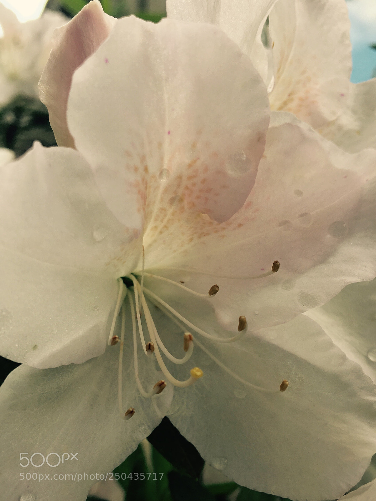 Apple iPhone 6s sample photo. Untitled photography